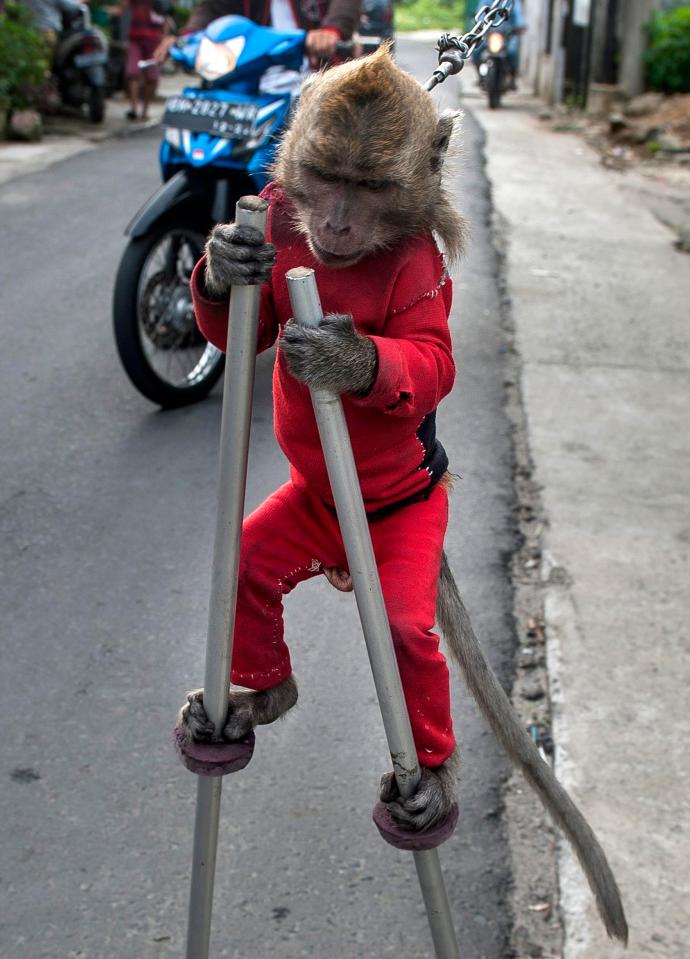  A monkey seen walking by grille as part of attraction while in the road during monkey mask exhibition