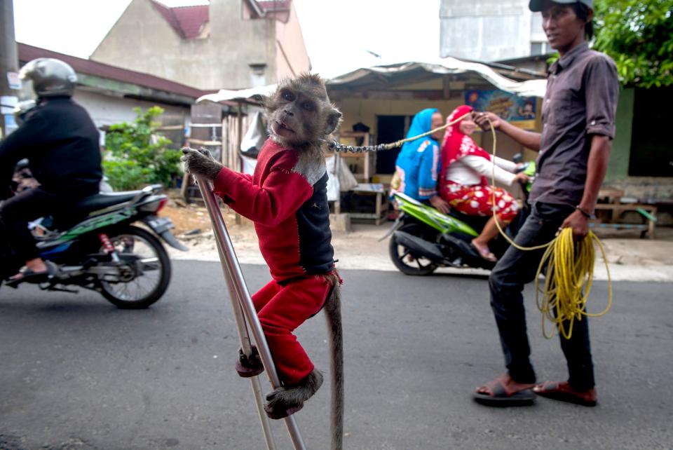  A monkey walking on stilts while being held by a chain