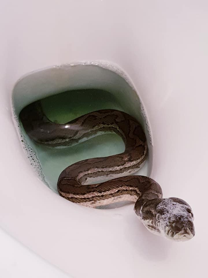  A husband discovered a carpet python relaxing in his toilet bowl in his home