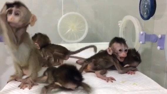  The first group of cloned gene-edited monkeys have been born in China