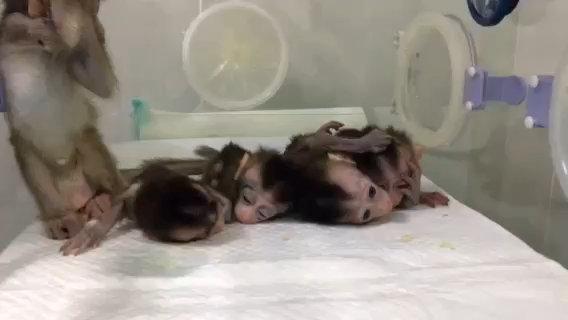  The creatures are the first attempt at creating a population of diseased monkey clones for animal testing purposes