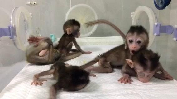  The monkeys were cloned from a donor monkey whose genes were edited to have a "disease"