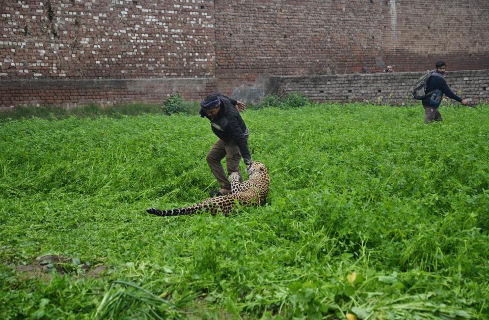  The animal was spotted hiding inside a house before it went on its horrifying rampage