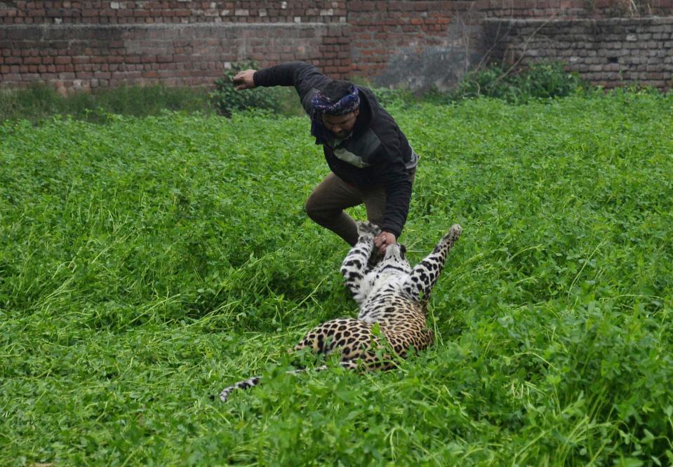  The leopard attacks a terrified man in the Indian village