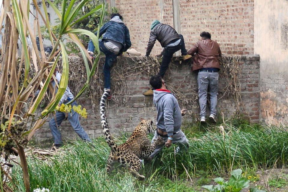  The leopard claws and bites a man's backside as others scramble over a wall to escape