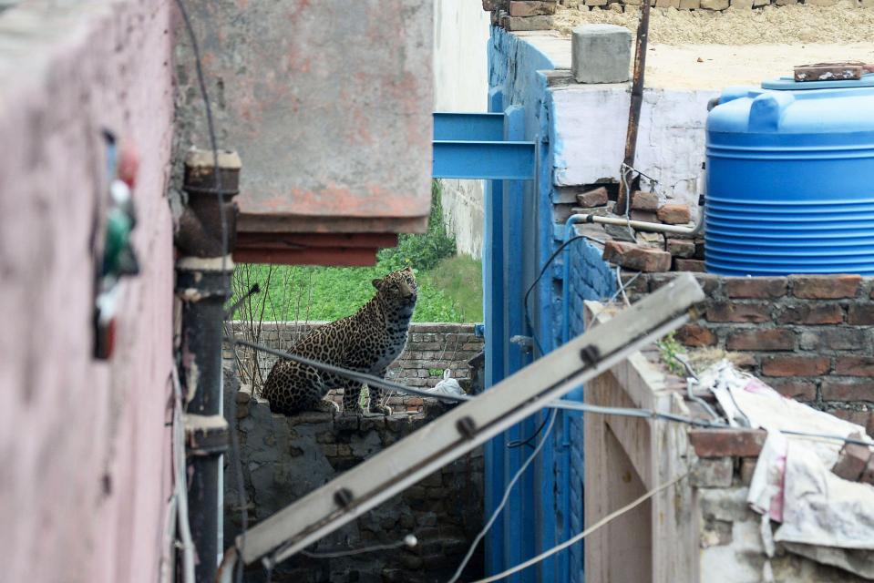  The leopard sits on top of a wall in the city of Jalandhar, in northern India