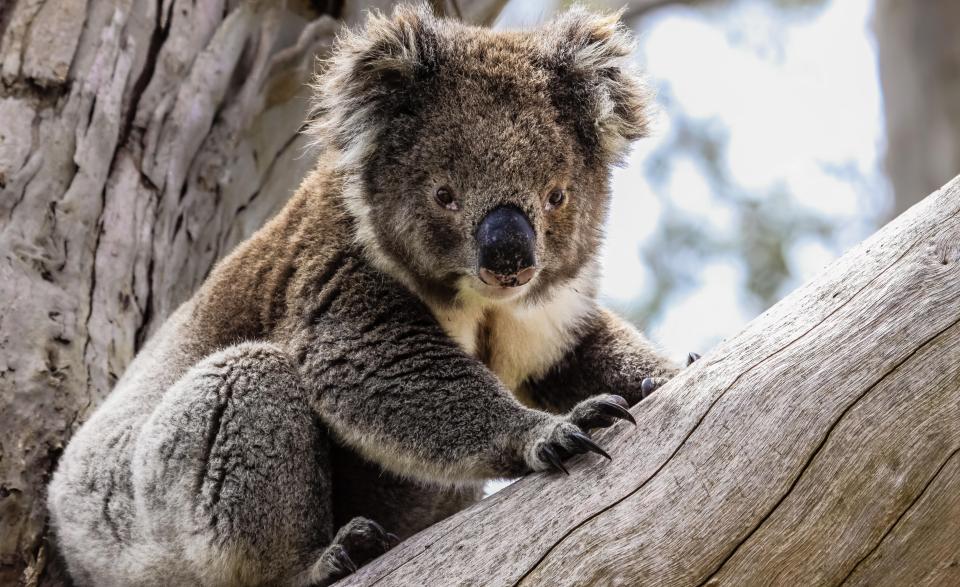 Koalas are now considered 'functionally extinct' as there are less than 80,000 left