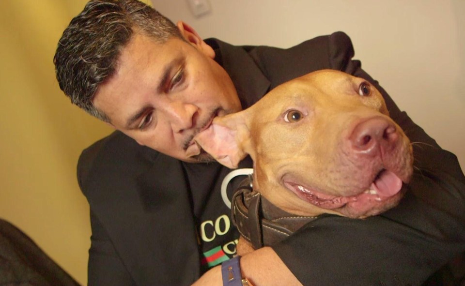 Trainer Chico Lopez says pitbulls have a bad reputation when in fact they are powerful but friendly dogs – andhe  proves it by biting Mayday’s ear