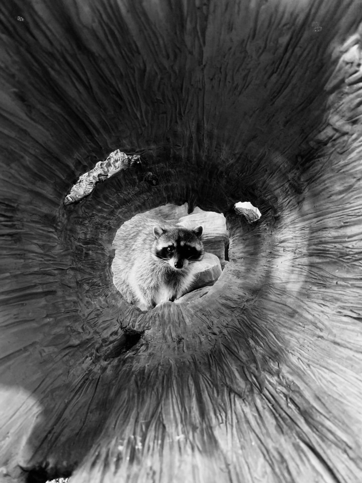  This well-timed monochrome shot was snapped on an iPhone XS Max, and expertly captures a racoon