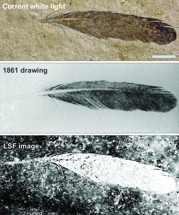 Feather fossil