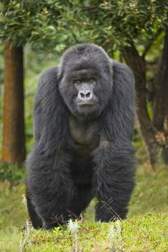 'Iron Mike' offered a zookeeper £9k to let him into an enclosure and punch the huge silverback