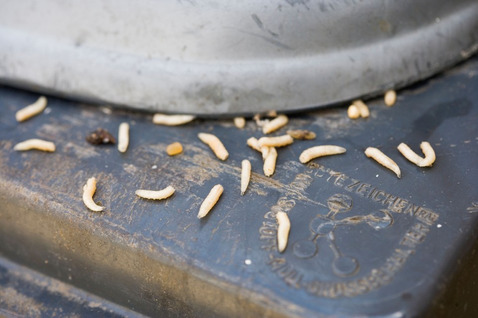  The pest controller said they were bluebottle maggots and a mouse had attracted them