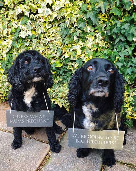  The couple shared this picture of Gemma's dogs Norm and Ollie to reveal the happy news