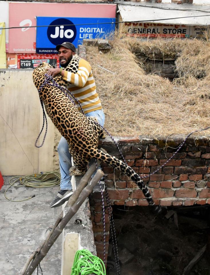  The leopard escaped the enclosure where villagers had tried to trap it and attacked the ranger