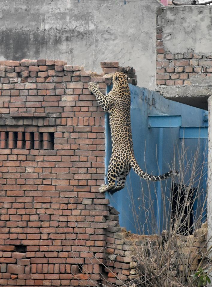  The leopard shows its incredible climbing ability as it escapes time and time again from the rangers' efforts