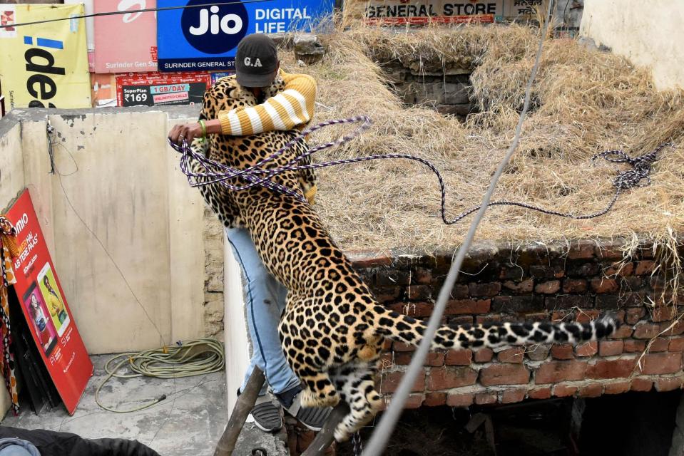  The appears to attempt to entangle the animal in rope