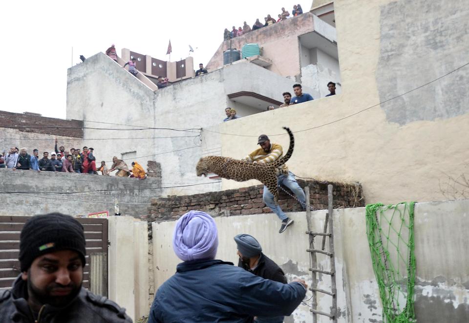  The ranger manages to push to leopard off