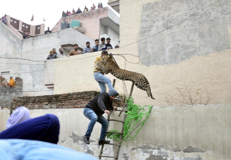  Horrified crowds watch on as the ranger is knocked from his perch above the home where he had tried to capture the animal