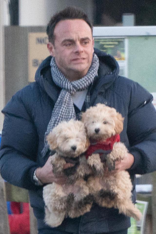  Ant with his new adorable Maltipoo puppies