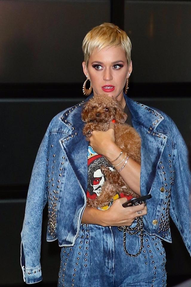  Carrying a puppy has become the ultimate celebrity accessory for A-listers like Katy Perry