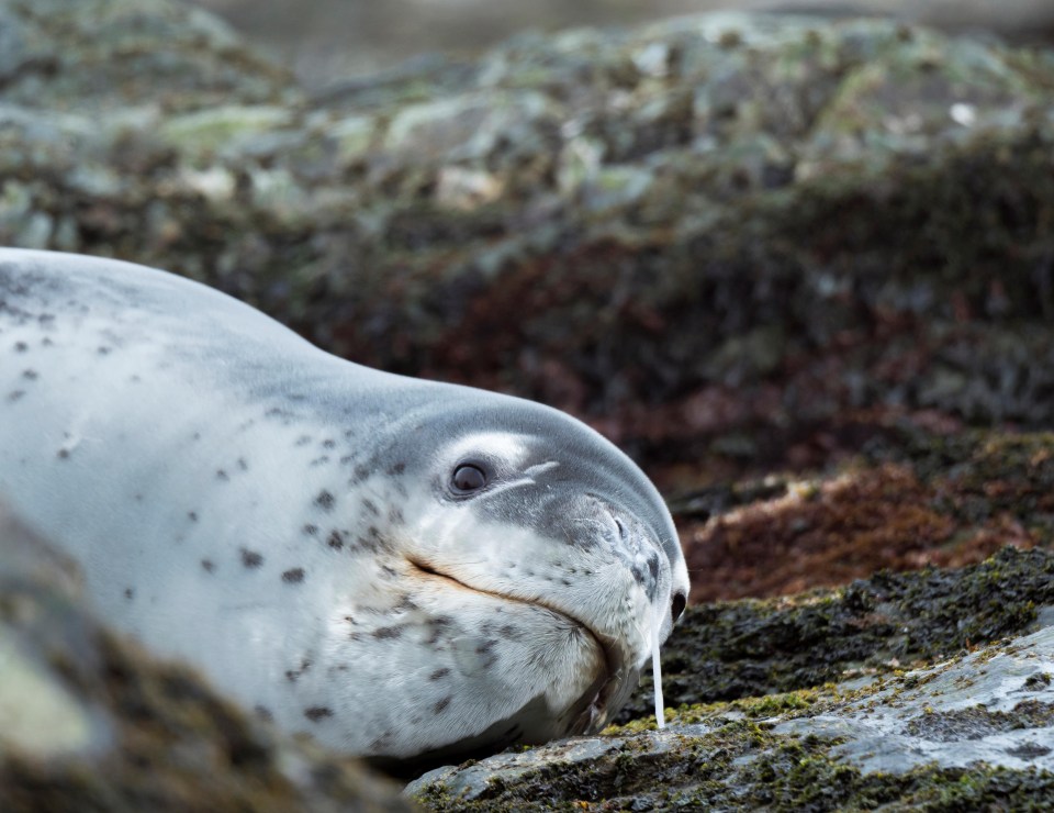 A vet took the sample from a leopard seal, such as this one pictured, before it was analysed a year later