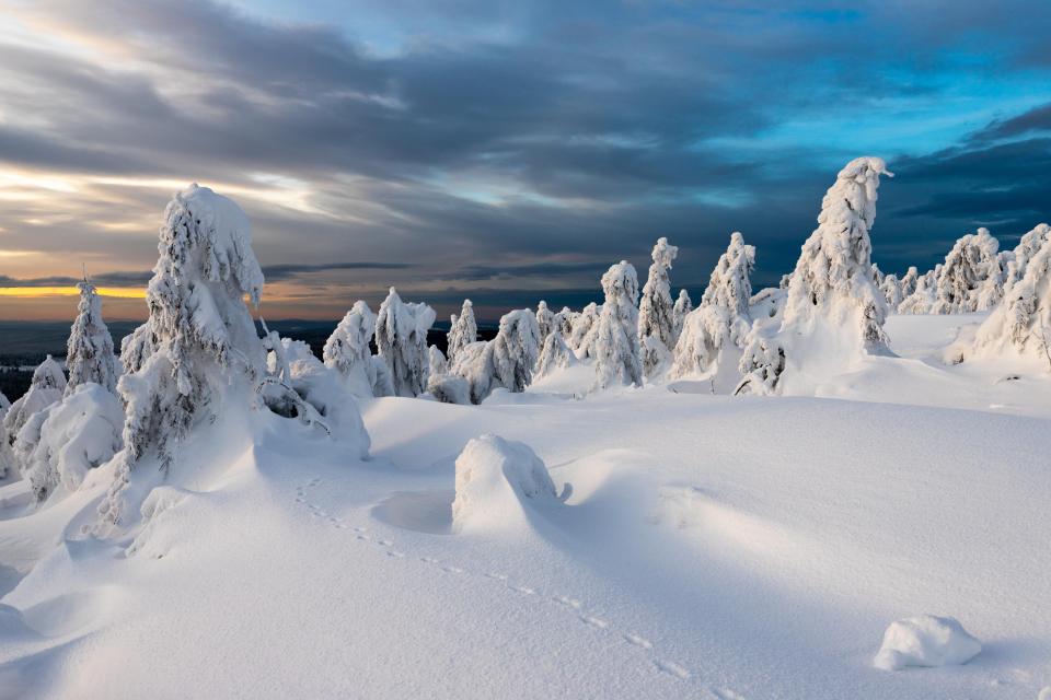  The trees, beneath the deep snow, are barely recognisable