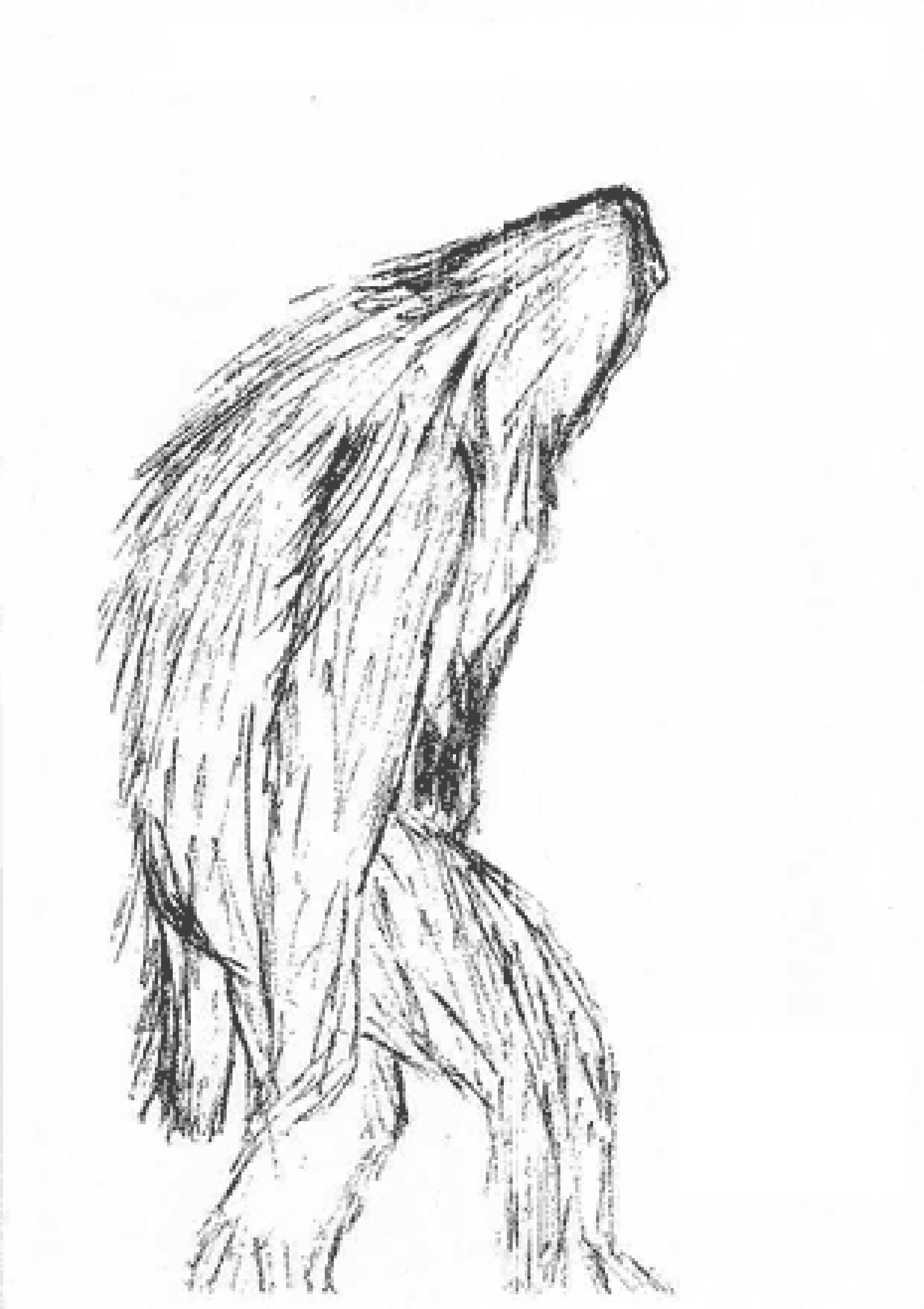 Sketched by Katrina Tucker of a Yowie she witnessed in Acacia Hills, Northern Territory