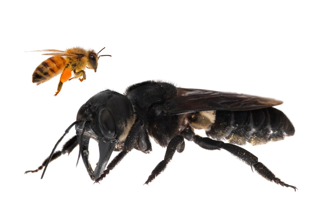 Wallace's giant bee next to a European honey bee that you might find in your garden