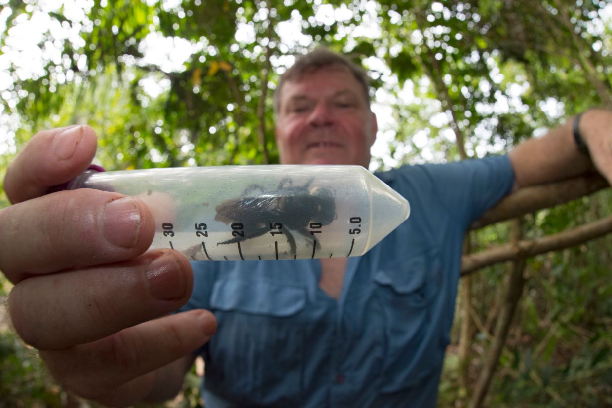 Wallace's giant bee was rediscovered in the North Moluccas islands in January 2019