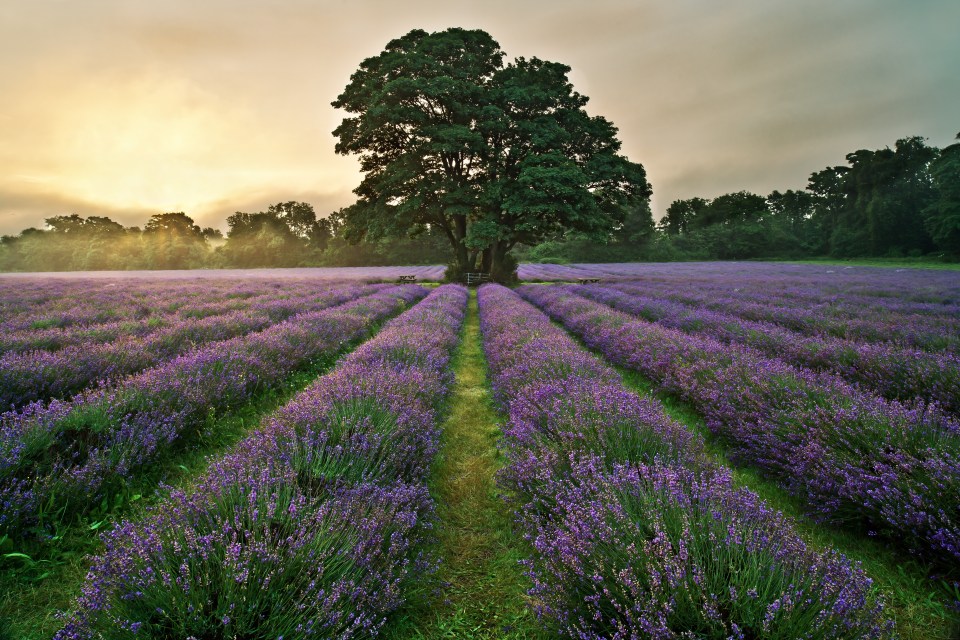  There are picturesque lavender fields right here in the UK