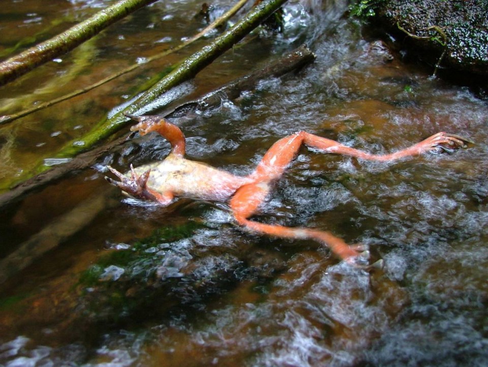 A chytrid-infected frog