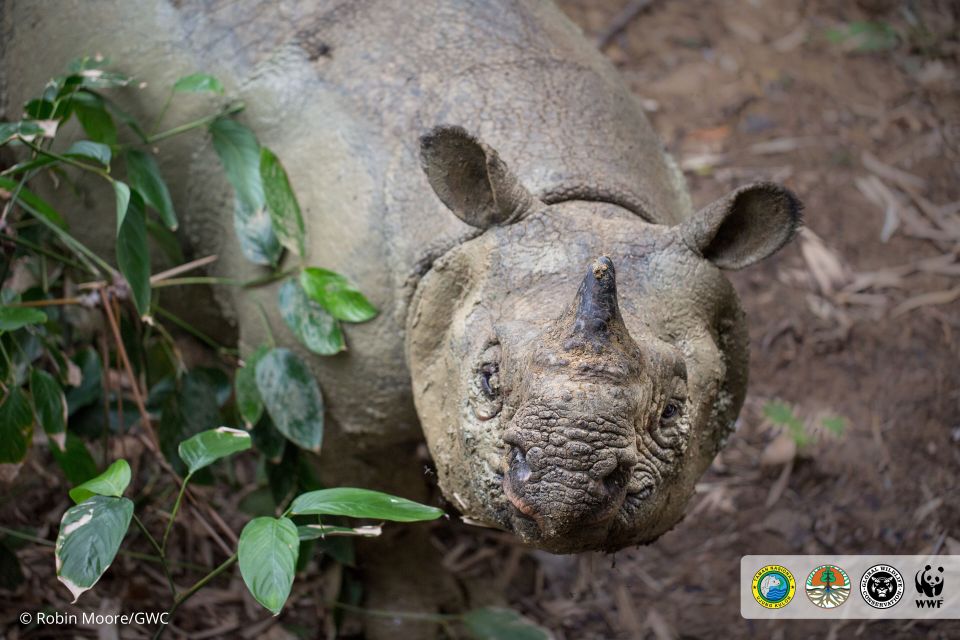  Less than 60 Javan rhinos are alive in the world today and they need 24/7 protection