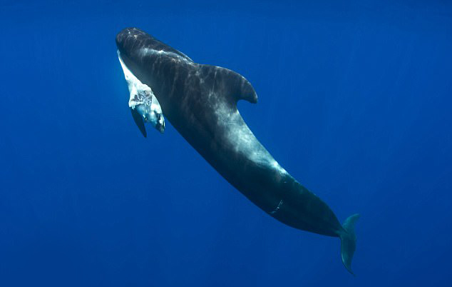  Last year Blue Planet II won the Bafta TV award for a heartbreaking moment showing a mother whale grieving the death of her calf due to plastic pollution