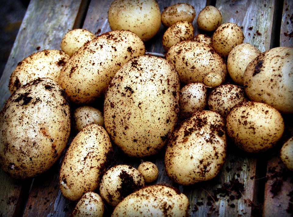 Maris Piper and King Edward potatoes are often used to make chips