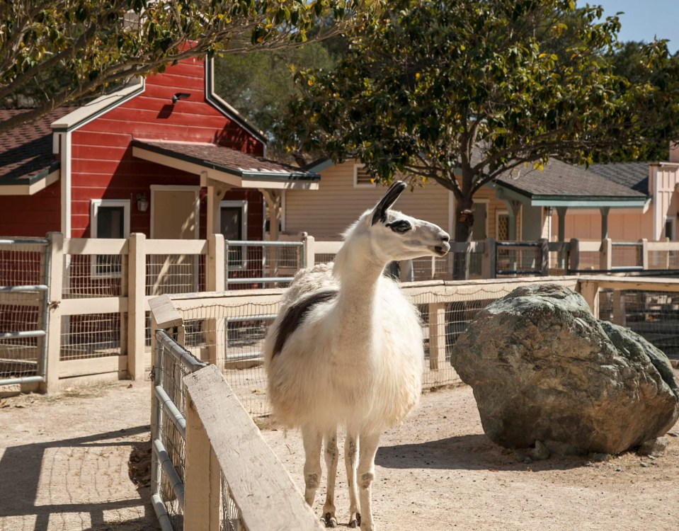  The multi-million pound ranch has its own railway line and petting zoo