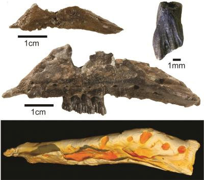  The new species was discovered after unearthing five upper jawbones