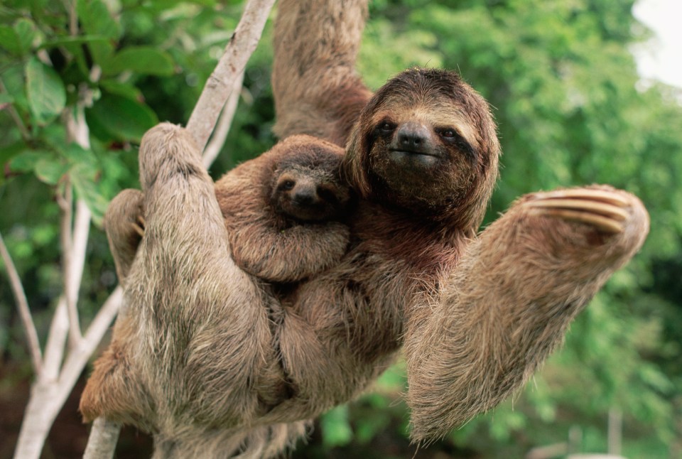  Modern sloths are closely related to giant sloths but are much smaller and live in trees