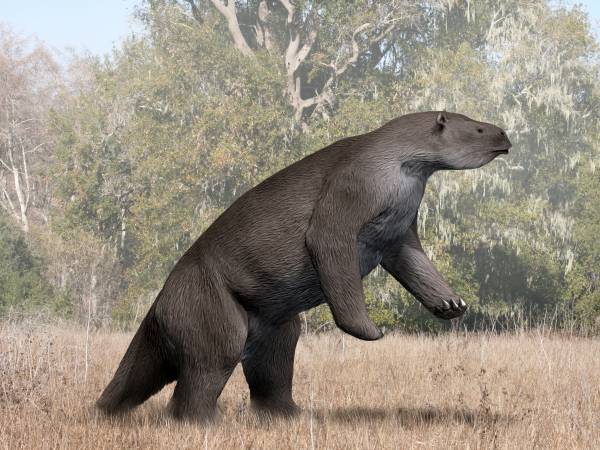  Giant sloths are thought to have been very hairy and walked on two legs