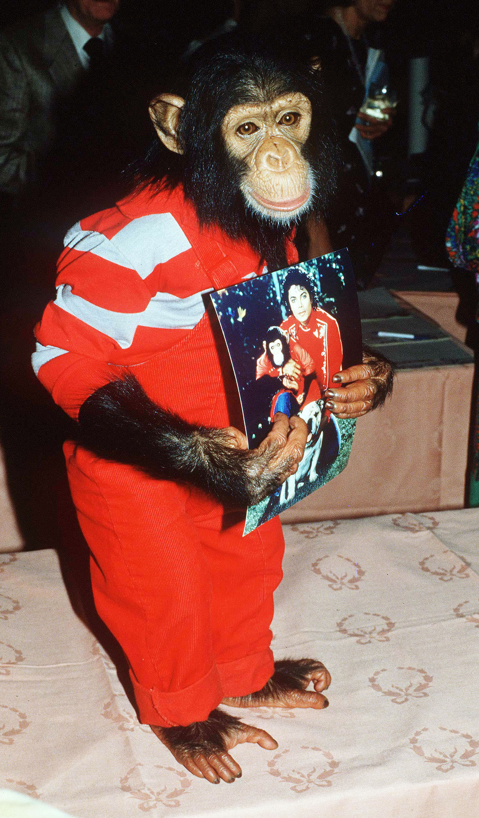 Bubbles clutches a publicity photograph of him and Michael