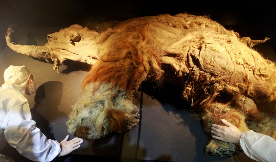  The cells from the woolly mammoth, which died 28,000 years ago, were implanted to mouse cells