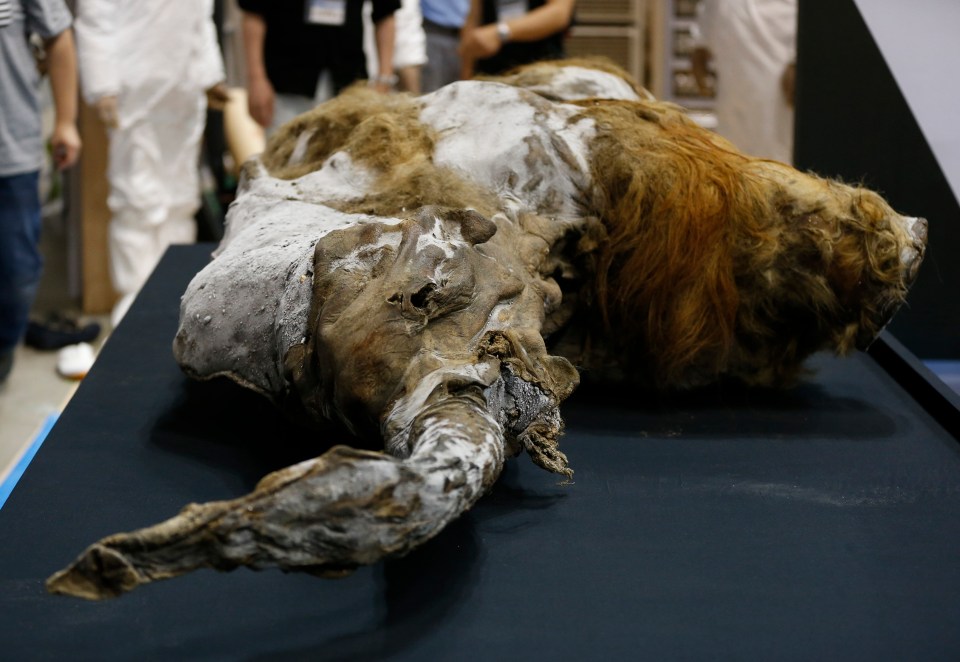  The mammoth, named Yuka, was found in 2011 in the Siberian permafrost