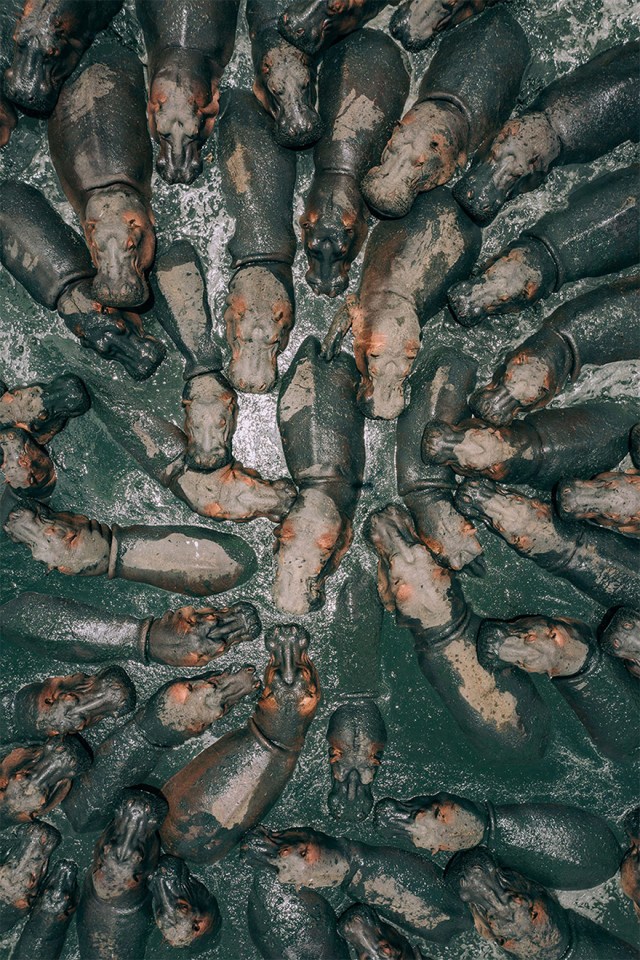 Martin Sanchez’s picture, dubbed ‘Hungry Hippos’, won the nature category. He said ‘There’s no party like a hippo party! An incredible visual to see and such a unique perspective. Truly honoured to have this moment in time’