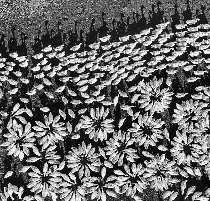 Third prize winner in the fun category: This unique shot, capturing geese during feeding time is simply described as ‘goose field petals’ by snapper Qiu Huining