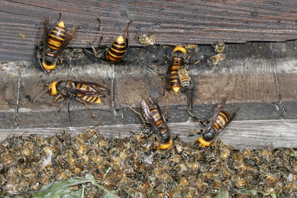  The pests can chew through protective clothing and their stings can cause anaphylactic shock