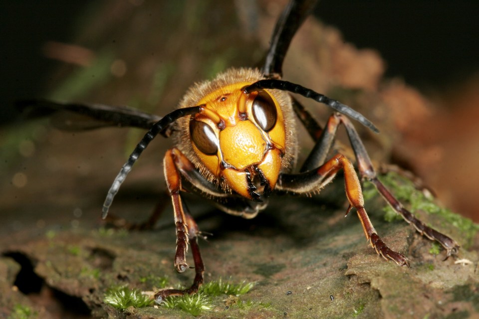  Asian hornets are set to invade Britain as the country faces a three-month heatwave