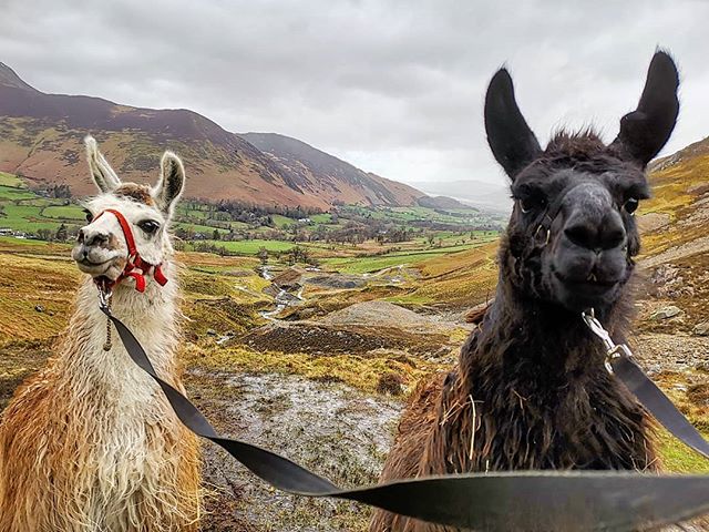 Two hours with the creatures can be spent walking and feeding them through the Lake District