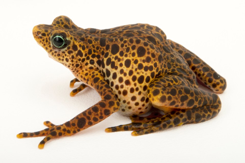  The endangered Toad Mountain harlequin frog is also at risk of infection