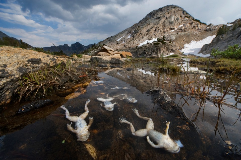  The fungal disease chytrid is killing off frogs, toads and amphibians at an alarming rate