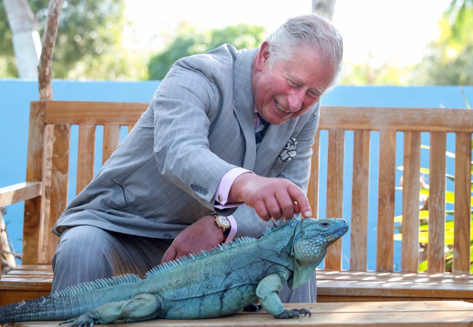 Prince Charles and a blue iguana