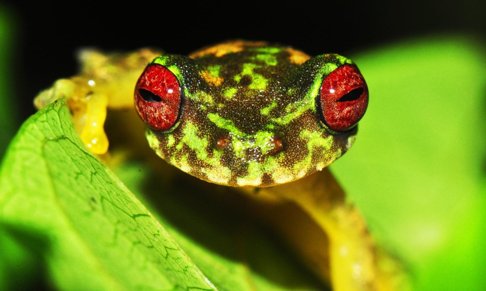 The mossy red-eyed frog is one of hundreds of species threatened by the fungus